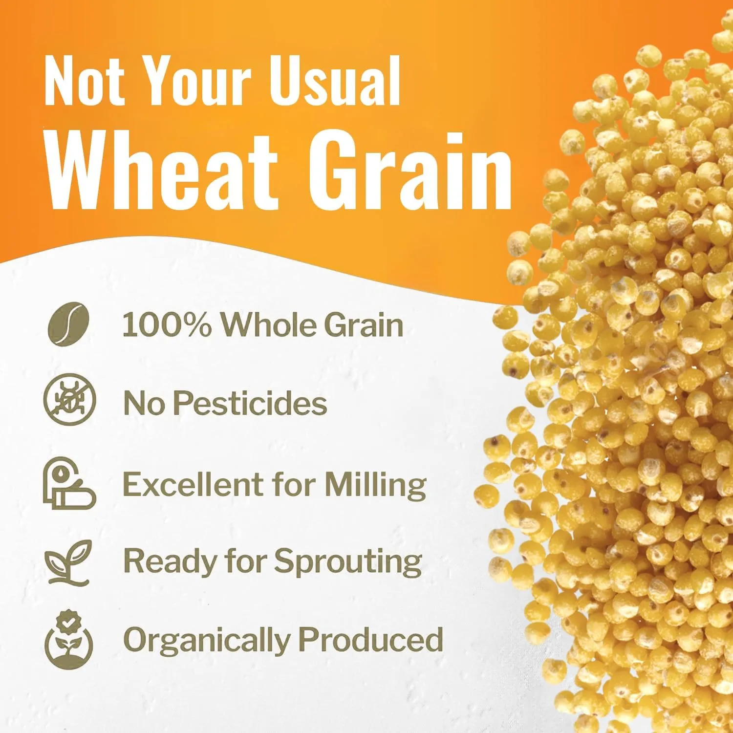 100% Organic White Millet by Grand Teton Ancient Grains | Shelled, Gluten-Free, Hulled Grain for Salads, Pilafs, & Soups | Whole Grain Ready for Milling, (5 Pounds)